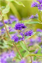 Caryopteris clandonensis 'Heavenly Blue' - Bartblume 'Heavenly Blue'
