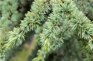 Cedrus atlantica 'Aurea' - Goldene Atlaszeder 'Aurea'