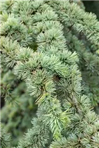 Cedrus atlantica 'Aurea' - Goldene Atlaszeder 'Aurea'