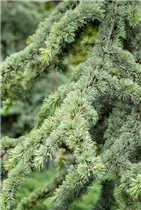 Cedrus atlantica 'Aurea' - Goldene Atlaszeder 'Aurea'