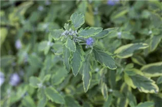 Caryopteris clandonensis 'White Surprise' - Weißbunte Bartblume 'White Surprise'
