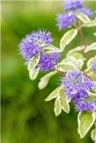Caryopteris clandonensis 'White Surprise' - Weißbunte Bartblume 'White Surprise'