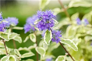 Caryopteris clandonensis 'White Surprise' - Weißbunte Bartblume 'White Surprise'