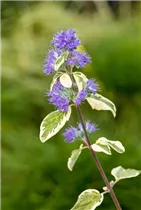 Caryopteris clandonensis 'White Surprise' - Weißbunte Bartblume 'White Surprise'