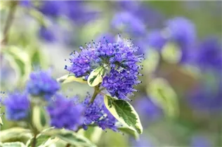 Caryopteris clandonensis 'White Surprise' - Weißbunte Bartblume 'White Surprise'