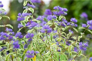 Caryopteris clandonensis 'White Surprise' - Weißbunte Bartblume 'White Surprise'
