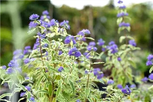 Caryopteris clandonensis 'White Surprise' - Weißbunte Bartblume 'White Surprise'