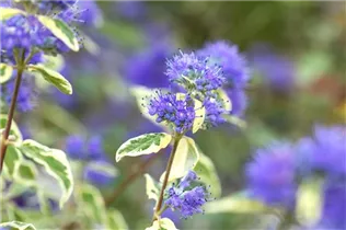 Caryopteris clandonensis 'White Surprise' - Weißbunte Bartblume 'White Surprise'