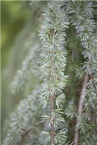 Cedrus atlantica 'Glauca Pendula' - Hängende Blauzeder 'Glauca Pendula' Cedrus atlantica 'Glauca Pendula' - Hängende Blauzeder 'Glauca Pendula'