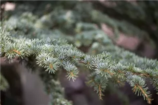 Cedrus brevifolia - Zypern-Zeder