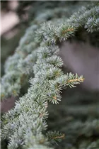 Cedrus brevifolia - Zypern-Zeder