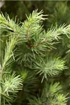 Cedrus deodara - Himalaya-Zeder Cedrus deodara - Himalaya-Zeder