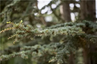 Cedrus deodara - Himalaya-Zeder Cedrus deodara - Himalaya-Zeder