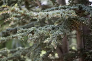 Cedrus deodara - Himalaya-Zeder Cedrus deodara - Himalaya-Zeder