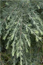 Cedrus deodara 'Feelin´ Blue' - Himalaya-Zeder 'Feelin´ Blue' Cedrus deodara 'Feelin´ Blue' - Himalaya-Zeder 'Feelin´ Blue'