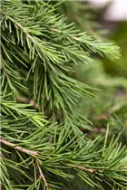 Cedrus deodara 'Feelin´ Blue' - Himalaya-Zeder 'Feelin´ Blue' Cedrus deodara 'Feelin´ Blue' - Himalaya-Zeder 'Feelin´ Blue'