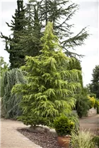 Cedrus deodara - Himalaya-Zeder Cedrus deodara - Himalaya-Zeder