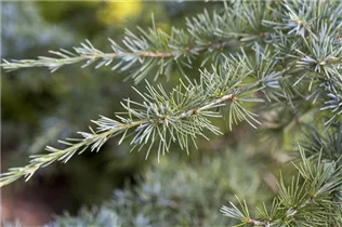 Cedrus deodara - Himalaya-Zeder Cedrus deodara - Himalaya-Zeder