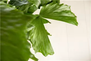 Caryota mitis - Fischschwanzpalme Caryota mitis - Fischschwanzpalme