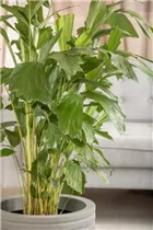 Caryota mitis - Fischschwanzpalme Caryota mitis - Fischschwanzpalme