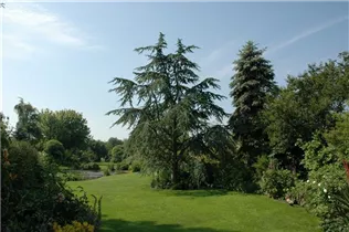 Cedrus deodara 'Aurea' - Gold-Himalaya-Zeder 'Aurea'