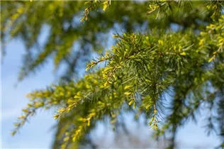 Cedrus deodara 'Aurea' - Gold-Himalaya-Zeder 'Aurea'