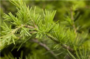 Cedrus deodara 'Golden Horizon' - Himalaya-Zeder 'Golden Horizon'