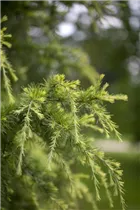 Cedrus deodara 'Golden Horizon' - Himalaya-Zeder 'Golden Horizon'
