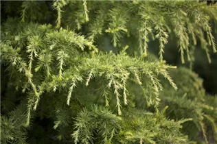 Cedrus deodara 'Golden Horizon' - Himalaya-Zeder 'Golden Horizon'