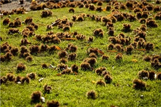 Castanea sativa - Esskastanie