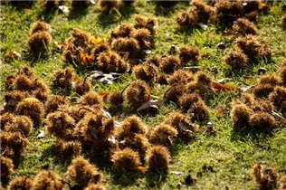 Castanea sativa - Esskastanie