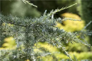 Cedrus deodara 'Karl Fuchs' - Himalaya-Zeder 'Karl Fuchs'
