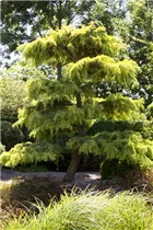 Cedrus libani - Libanon-Zeder Cedrus libani - Libanon-Zeder