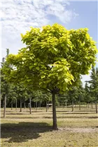 Catalpa bignonioides - Trompetenbaum