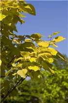 Catalpa bignonioides - Trompetenbaum