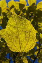 Catalpa bignonioides 'Aurea' - Reichfruchtender Trompetenbaum 'Aurea'