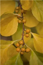 Celastrus orbiculatus - Rotblättriger Baumwürger Celastrus orbiculatus - Rotblättriger Baumwürger
