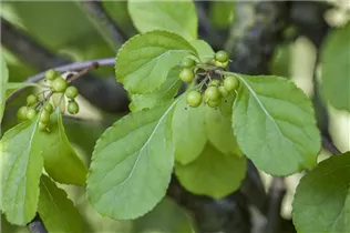Celastrus orbiculatus - Rotblättriger Baumwürger Celastrus orbiculatus - Rotblättriger Baumwürger