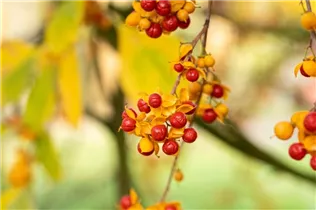 Celastrus orbiculatus - Rotblättriger Baumwürger Celastrus orbiculatus - Rotblättriger Baumwürger