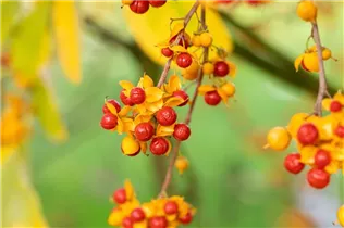 Celastrus orbiculatus - Rotblättriger Baumwürger Celastrus orbiculatus - Rotblättriger Baumwürger