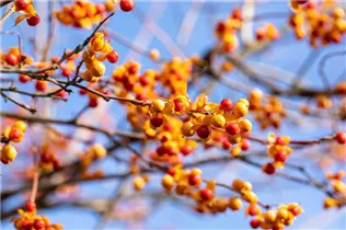 Celastrus orbiculatus - Rotblättriger Baumwürger Celastrus orbiculatus - Rotblättriger Baumwürger