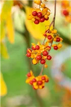 Celastrus orbiculatus - Rotblättriger Baumwürger Celastrus orbiculatus - Rotblättriger Baumwürger