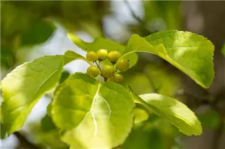 Celastrus orbiculatus - Rotblättriger Baumwürger Celastrus orbiculatus - Rotblättriger Baumwürger