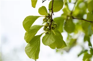 Celastrus orbiculatus - Rotblättriger Baumwürger Celastrus orbiculatus - Rotblättriger Baumwürger