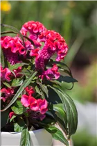 Celosia argentea 'Hot Topic'® - Hahnenkamm 'Hot Topic'® Celosia argentea 'Hot Topic'® - Hahnenkamm 'Hot Topic'®