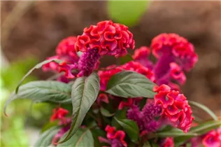 Celosia argentea 'Hot Topic'® - Hahnenkamm 'Hot Topic'® Celosia argentea 'Hot Topic'® - Hahnenkamm 'Hot Topic'®