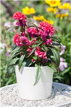 Celosia argentea 'Hot Topic'® - Hahnenkamm 'Hot Topic'® Celosia argentea 'Hot Topic'® - Hahnenkamm 'Hot Topic'®