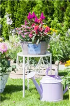 Celosia argentea 'Hot Topic'® - Hahnenkamm 'Hot Topic'® Celosia argentea 'Hot Topic'® - Hahnenkamm 'Hot Topic'®