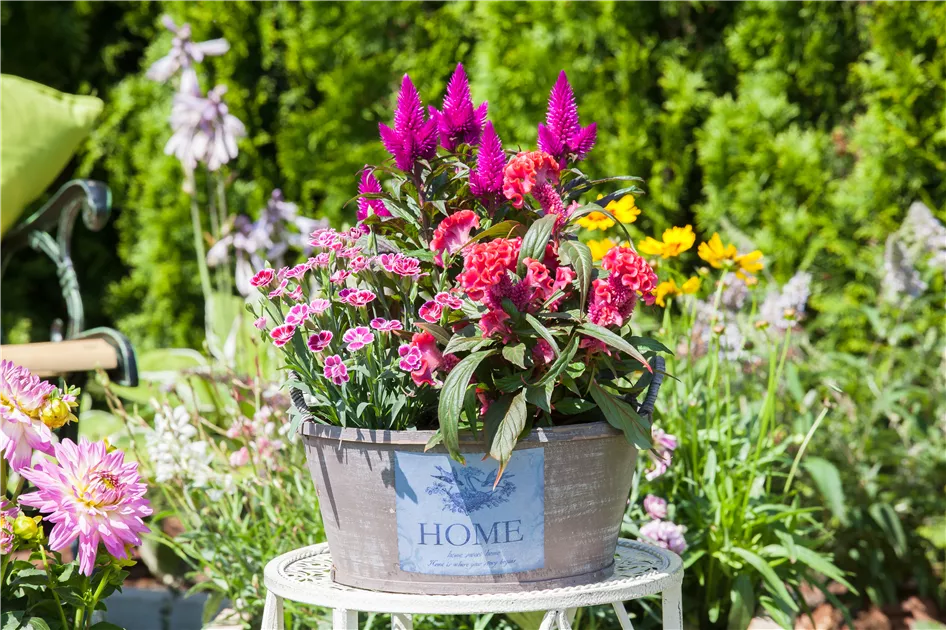 Hahnenkamm 'Hot Topic', Celosia argentea 'Hot Topic'