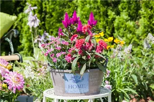 Celosia argentea 'Hot Topic'® - Hahnenkamm 'Hot Topic'® Celosia argentea 'Hot Topic'® - Hahnenkamm 'Hot Topic'®